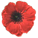 Image of Poppy